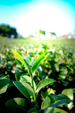 arka plan üzerinde yakın yeşil çay yaprakları