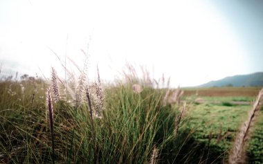 arka plan için çim alanlarında