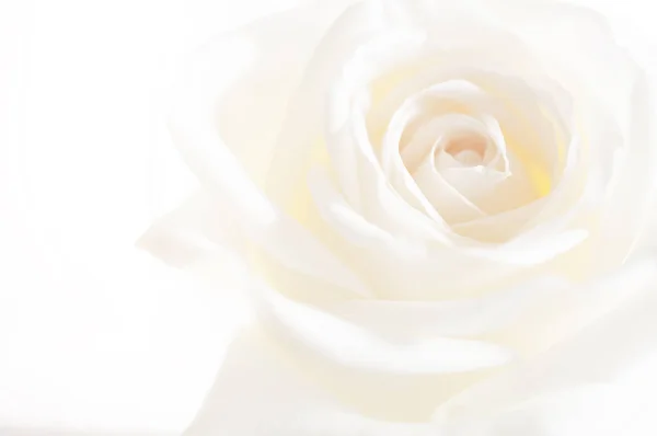 Gül çiçek arka plan üzerinde yakın çekim.