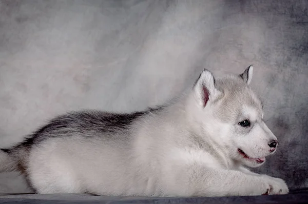 Siberische husky puppy close-up op achtergrond . — Stockfoto
