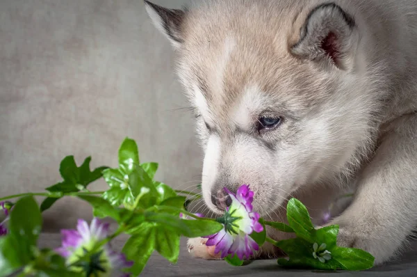 시베리안 허스키 강아지 배경에 가까이 . — 스톡 사진
