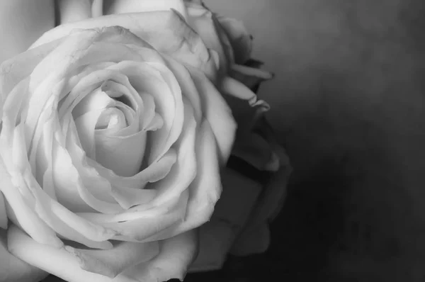 Rosa flores perto no fundo . — Fotografia de Stock