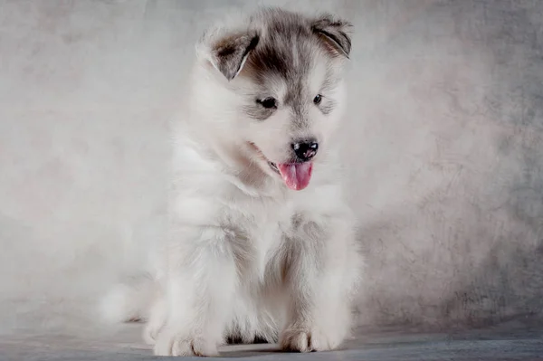 Siberische husky puppy close-up op achtergrond . — Stockfoto