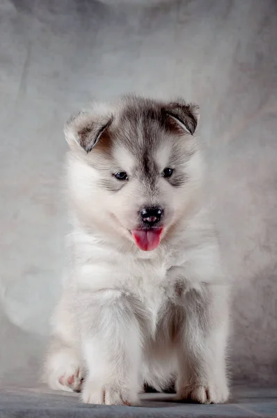Siberian husky puppy close up on background . — Stock Photo, Image
