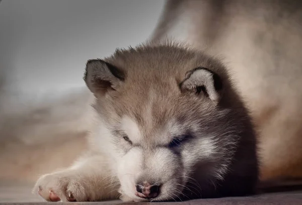 Siberian husky valp som närbild på bakgrund . — Stockfoto