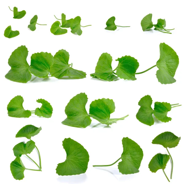 GotU kola izole üzerinde beyaz arka plan belirleme