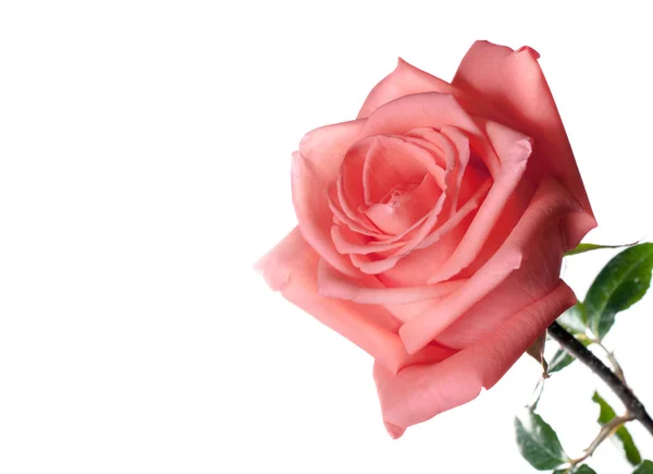 Gül çiçek arka plan üzerinde yakın çekim.