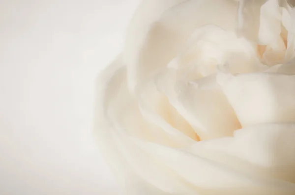 Rose flowers close up on background. — Stock Photo, Image