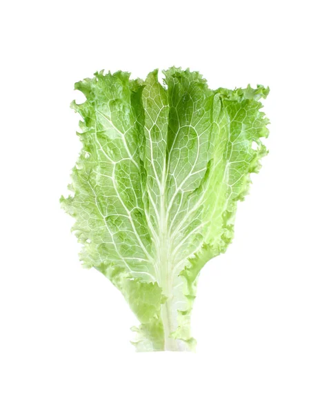 Salads leaves close up isolated on white backgroun — Stock Photo, Image