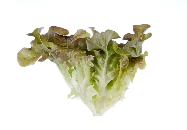 Insalate foglie da vicino isolato su backgroun bianco — Foto Stock