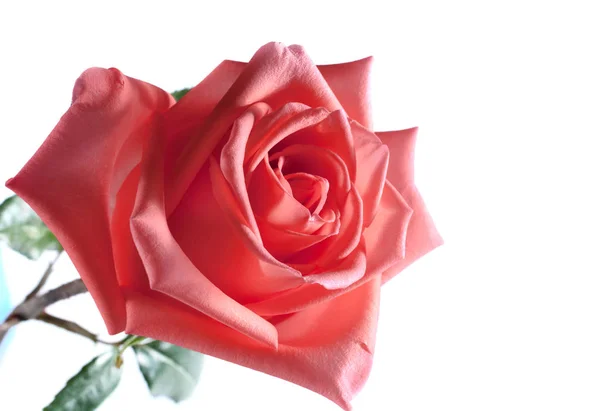 Rose flowers close up on background. Stock Picture