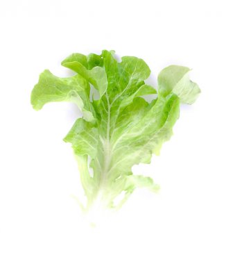 yaprak marul yakın çekim üzerine beyaz.