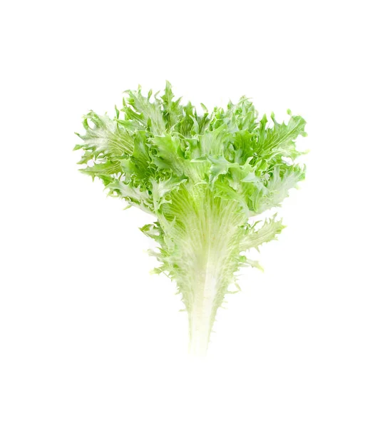 Leaf lettuce close up on white. — Stock Photo, Image