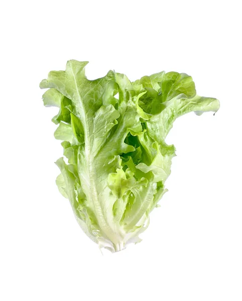 Lechuga de hoja de cerca en blanco . — Foto de Stock