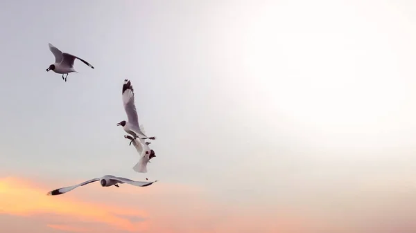 Måsarna flyger på stranden solnedgång. — Stockfoto