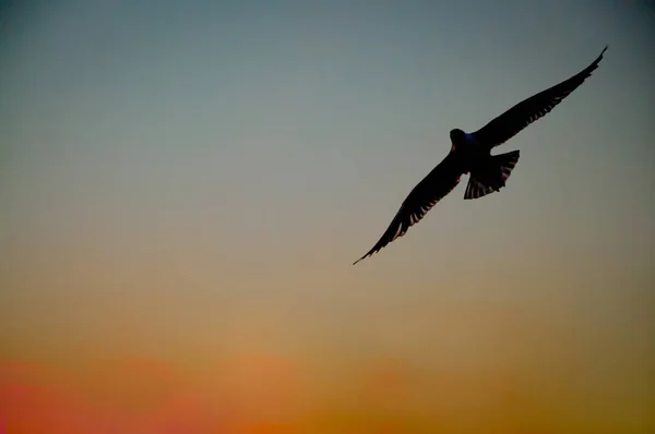 Plaj günbatımı üzerinde uçan martılar. — Stok fotoğraf