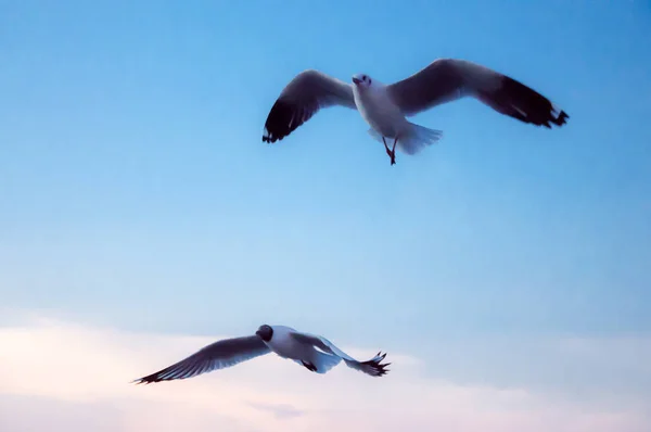 Plaj günbatımı üzerinde uçan martılar. — Stok fotoğraf