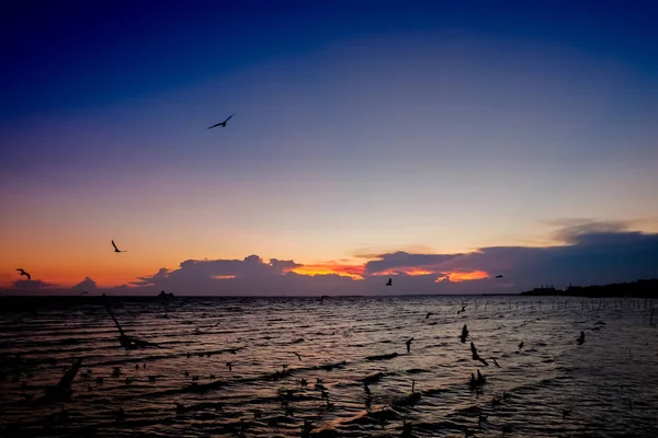 Чайки летят на пляже закат . — стоковое фото