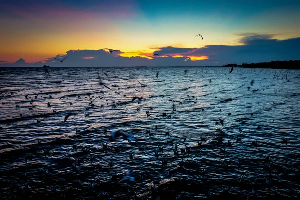 Racky letící na beach sunset. — Stock fotografie