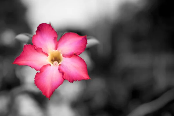 Pink flower close up background — Stock Photo, Image