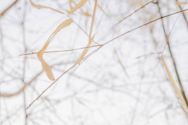 Ahşap sopa beyaz arka plan üzerinde Kapat.