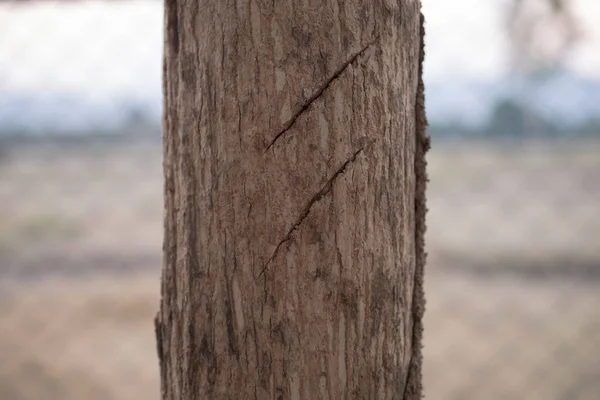 Texture in legno naturale sfondo — Foto Stock