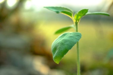 Ayçiçeği filiz arka plan