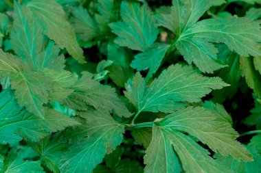 White Mugwort close up on background.