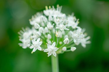yeşil soğan arka planda yakın