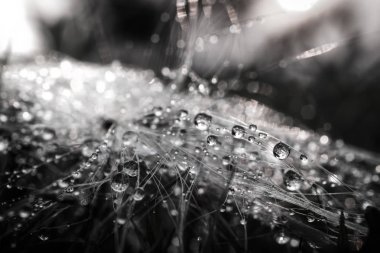 Yaprak güneş ışığı ile bırakın