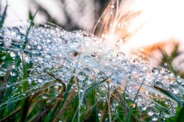 Yaprak güneş ışığı ile bırakın