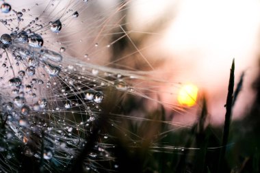 Yaprak güneş ışığı ile bırakın