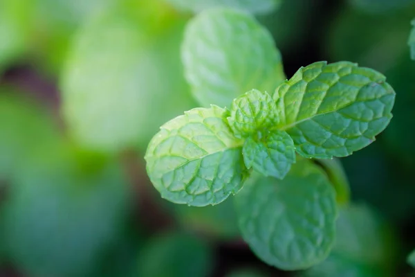 Daun mint menutup di backgroun — Stok Foto