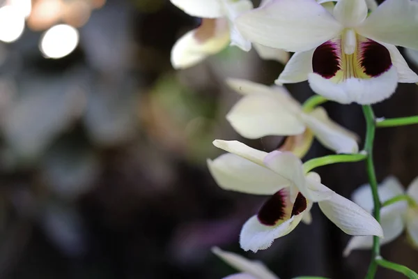 Orchidées fleur sur fond — Photo
