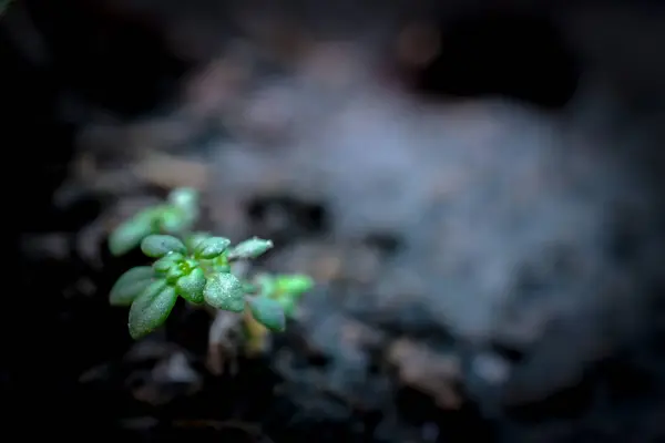 A little tree in the big jungle. — Stock Photo, Image