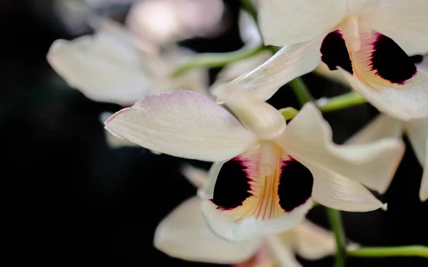 Orchidées fleur sur fond — Photo