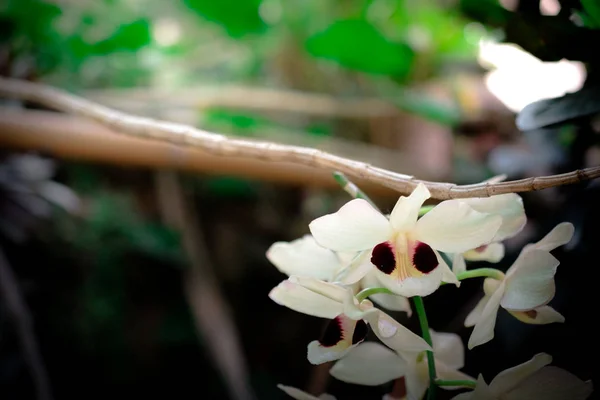 Orchidées fleur sur fond — Photo