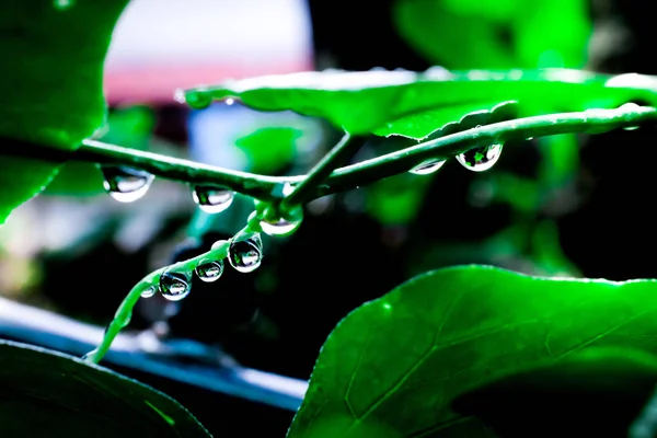 Gotas de água no jardim fresco — Fotografia de Stock