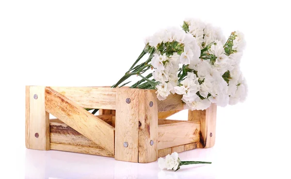 White flower close up isolated — Stock Photo, Image