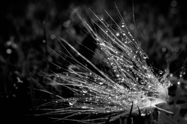 Yaprak güneş ışığı ile bırakın