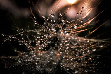 Yaprak güneş ışığı ile bırakın