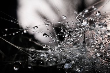 Yaprak güneş ışığı ile bırakın