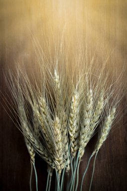 arpa buğday tohumu zemin üzerine inciler