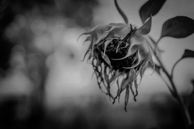 Ayçiçeği koyu arka plan kapatın.