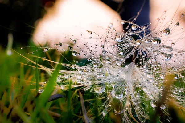 Tropfen auf Blatt mit Sonnenlicht — Stockfoto