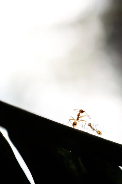 Hormiga vida silvestre en la hoja backgrpund — Foto de Stock