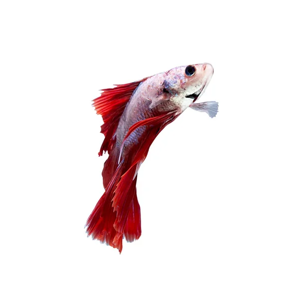 Betta demi-lune combat beau poisson gros plan — Photo