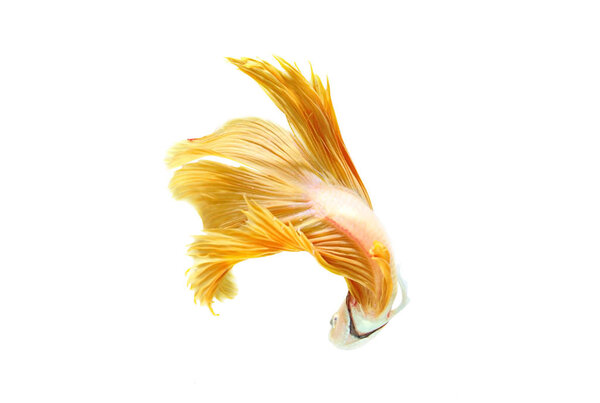 betta halfmoon fighting beautiful fish close up