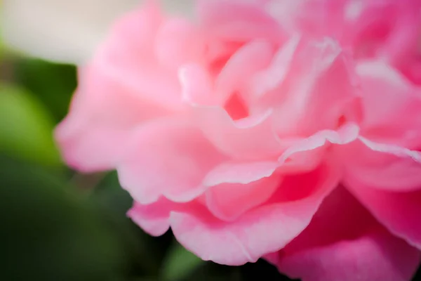Rose flowers close up on background. — Stock Photo, Image