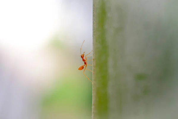 bitki doku üzerinde karınca yaban hayatı 